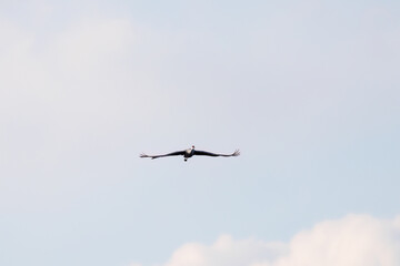 飛翔する美しく大きなカナダヅル（ツル科）
英名学名：Sandhill Crane, Grus canadensis
栃木県栃木市渡良瀬遊水地-2025
