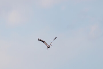 飛翔する美しく大きなカナダヅル（ツル科）
英名学名：Sandhill Crane, Grus canadensis
栃木県栃木市渡良瀬遊水地-2025
