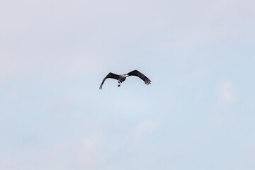 Obraz premium 飛翔する美しく大きなカナダヅル（ツル科） 英名学名：Sandhill Crane, Grus canadensis 栃木県栃木市渡良瀬遊水地-2025 