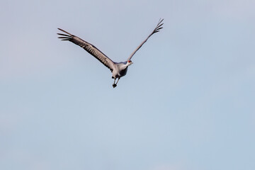飛翔する美しく大きなカナダヅル（ツル科）
英名学名：Sandhill Crane, Grus canadensis
栃木県栃木市渡良瀬遊水地-2025
