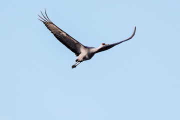 飛翔する美しく大きなカナダヅル（ツル科）
英名学名：Sandhill Crane, Grus canadensis
栃木県栃木市渡良瀬遊水地-2025
