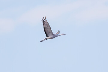 飛翔する美しく大きなカナダヅル（ツル科）
英名学名：Sandhill Crane, Grus canadensis
栃木県栃木市渡良瀬遊水地-2025
