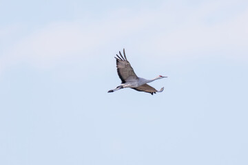 飛翔する美しく大きなカナダヅル（ツル科）
英名学名：Sandhill Crane, Grus canadensis
栃木県栃木市渡良瀬遊水地-2025
