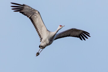 飛翔する美しく大きなカナダヅル（ツル科）
英名学名：Sandhill Crane, Grus canadensis
栃木県栃木市渡良瀬遊水地-2025
