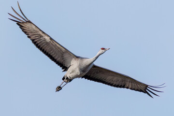 飛翔する美しく大きなカナダヅル（ツル科）
英名学名：Sandhill Crane, Grus canadensis
栃木県栃木市渡良瀬遊水地-2025

