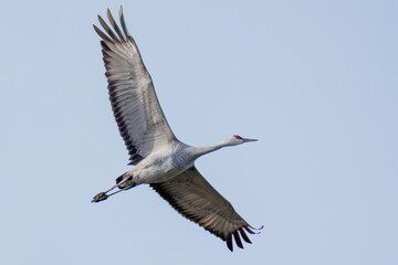 飛翔する美しく大きなカナダヅル（ツル科）
英名学名：Sandhill Crane, Grus canadensis
栃木県栃木市渡良瀬遊水地-2025
