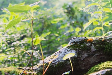 moss on the tree