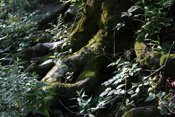 moss on tree