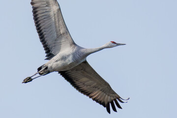 飛翔する美しく大きなカナダヅル（ツル科）
英名学名：Sandhill Crane, Grus canadensis
栃木県栃木市渡良瀬遊水地-2025
