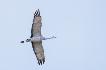 飛翔する美しく大きなカナダヅル（ツル科）
英名学名：Sandhill Crane, Grus canadensis
栃木県栃木市渡良瀬遊水地-2025
