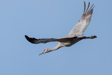 飛翔する美しく大きなカナダヅル（ツル科）
英名学名：Sandhill Crane, Grus canadensis
栃木県栃木市渡良瀬遊水地-2025
