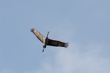 飛翔する美しく大きなカナダヅル（ツル科）
英名学名：Sandhill Crane, Grus canadensis
栃木県栃木市渡良瀬遊水地-2025
