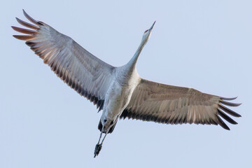 飛翔する美しく大きなカナダヅル（ツル科）
英名学名：Sandhill Crane, Grus canadensis
栃木県栃木市渡良瀬遊水地-2025
