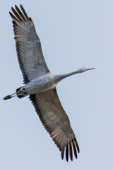 飛翔する美しく大きなカナダヅル（ツル科）
英名学名：Sandhill Crane, Grus canadensis
栃木県栃木市渡良瀬遊水地-2025
