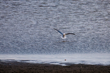 飛翔する美しいセグロカモメ（カモメ科）
英名学名：Black-headed gull (family comprising the gulls)
栃木県栃木市渡良瀬遊水地-2025
