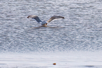 飛翔する美しいセグロカモメ（カモメ科）
英名学名：Black-headed gull (family comprising the gulls)
栃木県栃木市渡良瀬遊水地-2025
