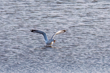 飛翔する美しいセグロカモメ（カモメ科）
英名学名：Black-headed gull (family comprising the gulls)
栃木県栃木市渡良瀬遊水地-2025
