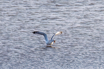 飛翔する美しいセグロカモメ（カモメ科）
英名学名：Black-headed gull (family comprising the gulls)
栃木県栃木市渡良瀬遊水地-2025
