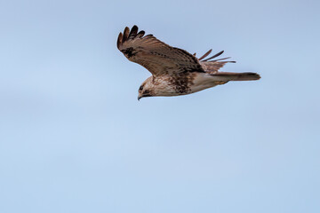 狩りのために葦原を飛翔する美しいノスリ（タカ科）
英名学名：Eastern Buzzard (Buteo japonicus, family comprising hawks)
栃木県栃木市渡良瀬遊水地-2025
