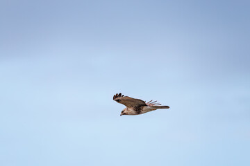 狩りのために葦原を飛翔する美しいノスリ（タカ科）
英名学名：Eastern...