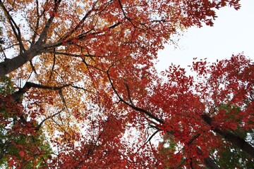 red maple tree