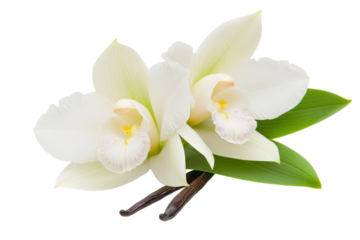 Two white flowers with green leaves and a vat of vanilla extract, isolated