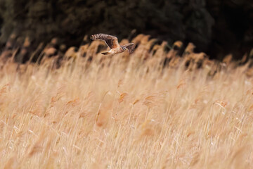 夕方飛翔してねぐら入りする美しいハイイロチュウヒ（タカ科）
英名学名：orthern harrier (Circus cyaneus, family comprising hawks) 
栃木県栃木市渡良瀬遊水地-2025
