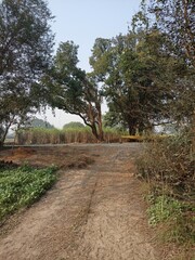 Serene Landscape
Rural Scenery
Lush Green Tree
Agricultural Setting
Hay Pile
Countryside View
Outdoor Nature
Tranquil Rural Scene
Peaceful Countryside
Rural Life #feilds #tree