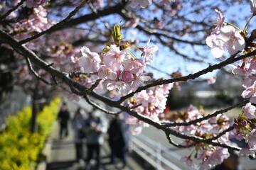 桜並木
