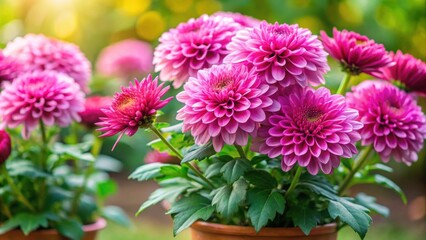 Fototapeta premium Pink chrysanthemum potted plant with vibrant blooms on green leaves background , flowers, floral, gardening, nature, pink