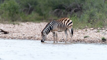 Zebra drinking water in a riverbed, natural habitat