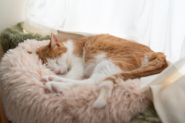 窓辺で眠る可愛い猫　茶トラ白