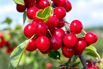 Branch with juicy red ripe sour cherries in green bright foliage in summer berry orchard.