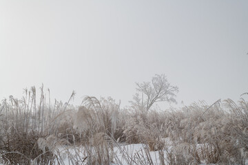 吹雪と霧で視界が悪い冬の風景
