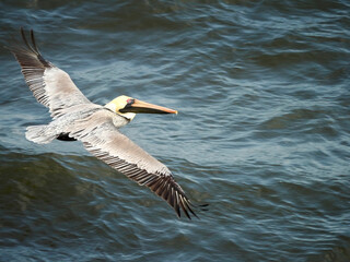 A Mature Brown Pelican Flying Over the Ocean Taken From Above