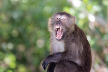 Crab eating macaque 