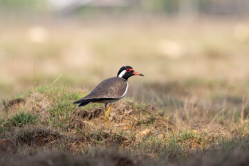 Red-Wattled lapwing in a meadow