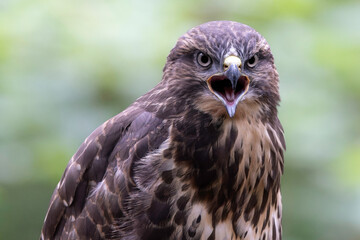 Juvenile Buzzard