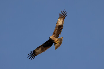 Fototapeta premium Juvenile Brahminy Kite in flight