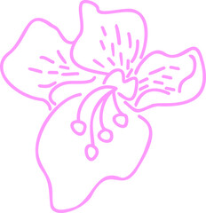 vector illustration of a pink flower orchid