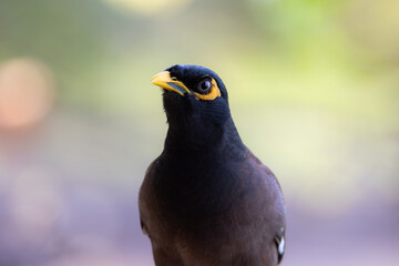 Close-up of a common myna