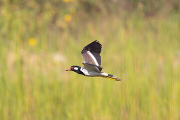 Red-Wattled lapwing in flight