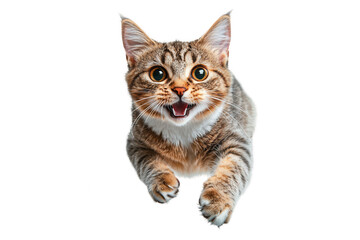 Fototapeta na wymiar Cute playful cat with vibrant eyes actively jumping against a transparent background, showcasing its joyful expression and furry coat in an engaging moment