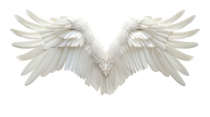 Fototapeta premium Realistic angel wing on isolated background