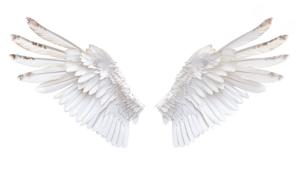 Realistic angel wing on isolated background