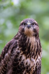 Juvenile Buzzard