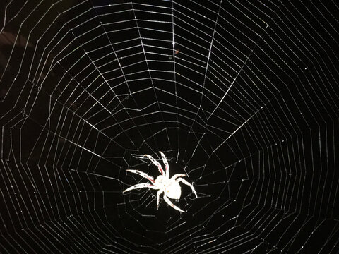 Golden Orb Spider On Web at Night