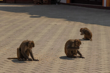 Monkeys eating the thrown corns at Buddha Park, Swayambhunath, Kathmandu, Nepal