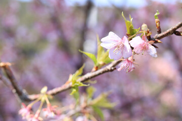 3月から4月の春の花（枝についた桜の花）