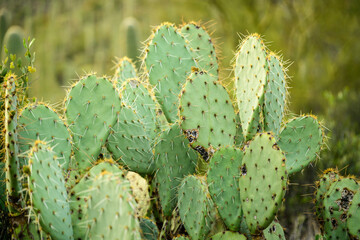 prickly pear cactus in desert